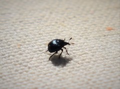 Pterocolus ovatus