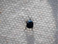 Pterocolus ovatus