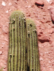 Trichocereus terscheckii