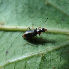 Attalus limbatus