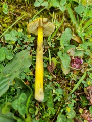 Hygrocybe