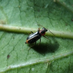 Attalus limbatus