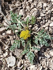 Cymopterus longipes
