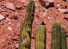 Trichocereus terscheckii