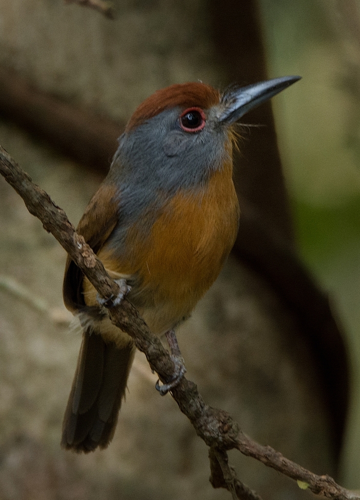 Rufous-capped Nunlet (Nonnula ruficapilla) photo