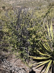 Ceanothus perplexans