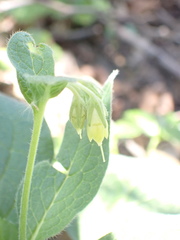 Symphytum bulbosum