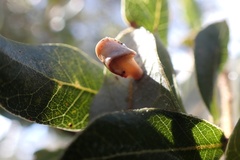 Paracraspis insolens