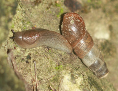 Milacidae