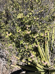 Ceanothus perplexans