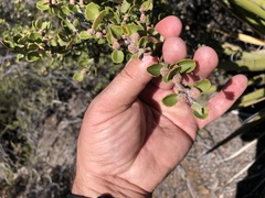 Ceanothus perplexans