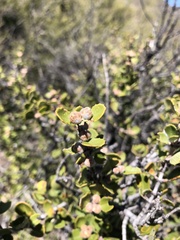 Ceanothus perplexans