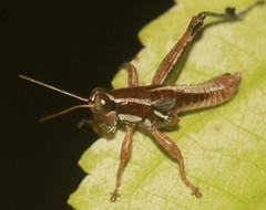 Phaedrotettix