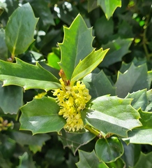 Ilex opaca