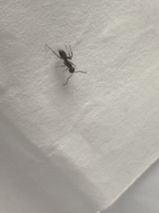 Tetramorium immigrans