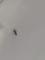 Tetramorium immigrans