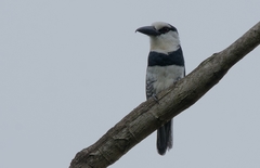 Notharchus hyperrhynchus