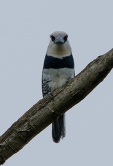 Notharchus hyperrhynchus