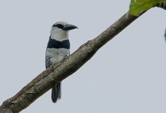 Notharchus hyperrhynchus