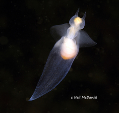 Clione limacina