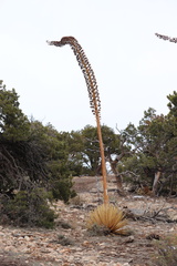 Agave utahensis kaibabensis