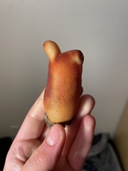 Halocynthia aurantium