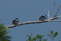 Notharchus macrorhynchos