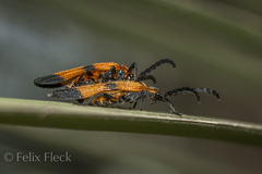 Calopteron reticulatum
