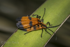Calopteron reticulatum