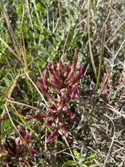 Astragalus spruneri