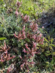 Astragalus spruneri