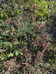 Astragalus spruneri