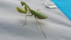 Sphodromantis