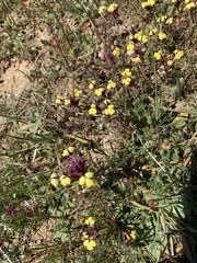 Triphysaria eriantha