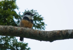 Notharchus swainsoni