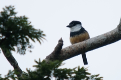 Notharchus swainsoni