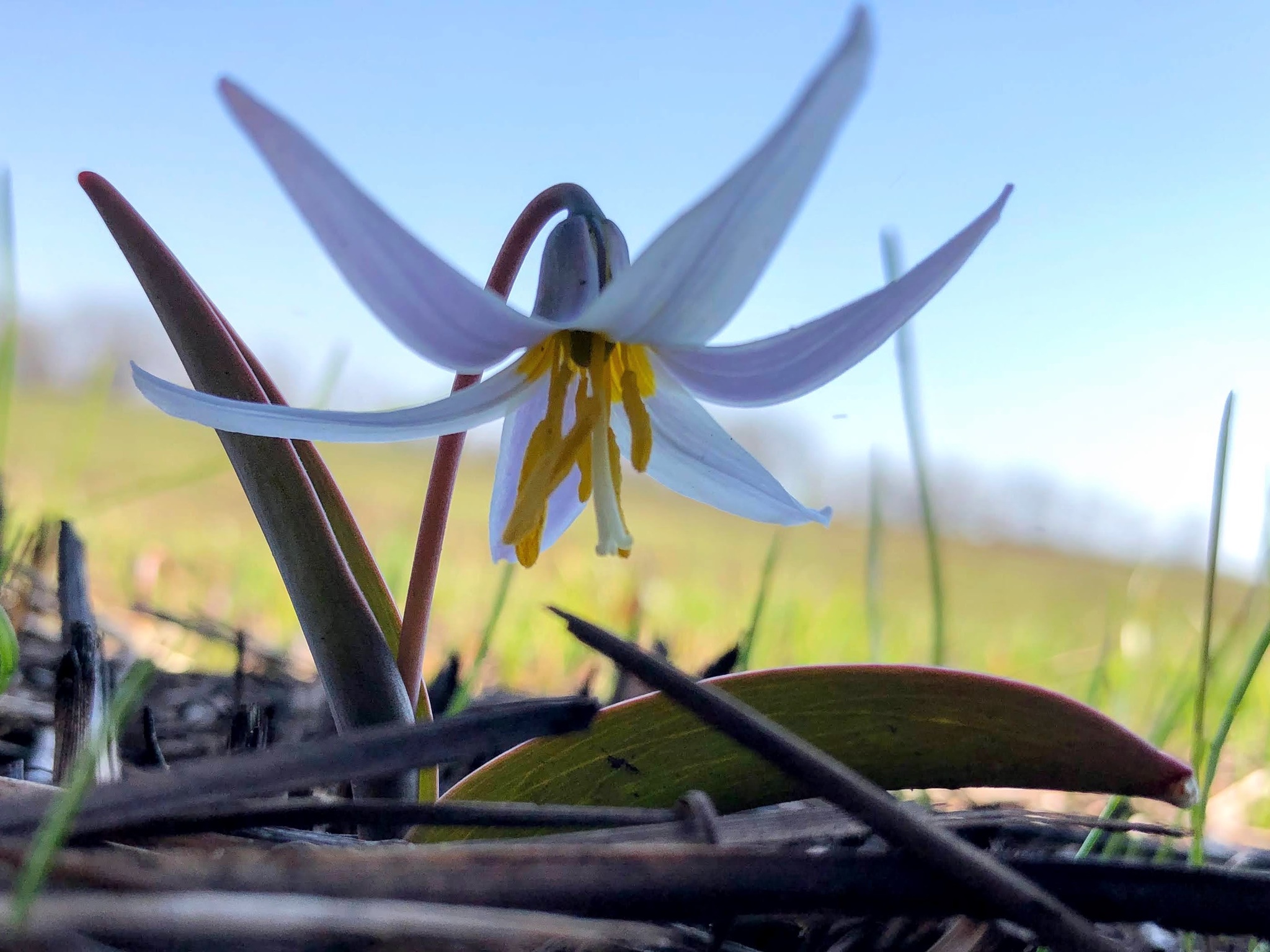 Erythronium mesochoreum