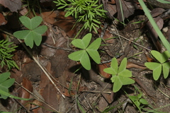 Ionoxalis
