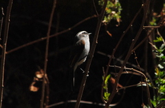 Ochthoeca leucophrys