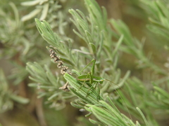 Odontura macphersoni