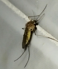 Culex pipiens