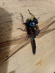 Rhionaeschna variegata