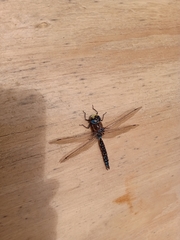 Rhionaeschna variegata