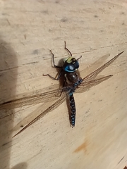 Rhionaeschna variegata