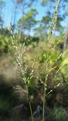 Dichanthelium pinetorum