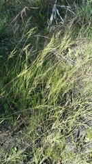 Dichanthelium pinetorum