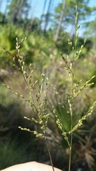 Dichanthelium pinetorum