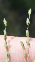 Dichanthelium pinetorum