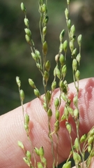 Dichanthelium pinetorum