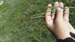 Dichanthelium pinetorum